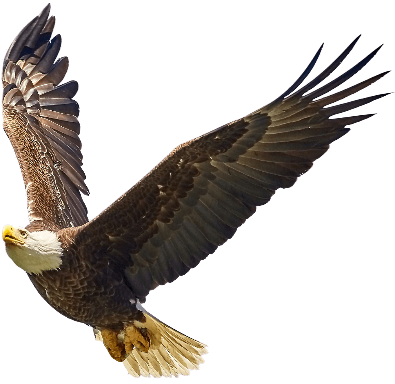 Eagle Transparent